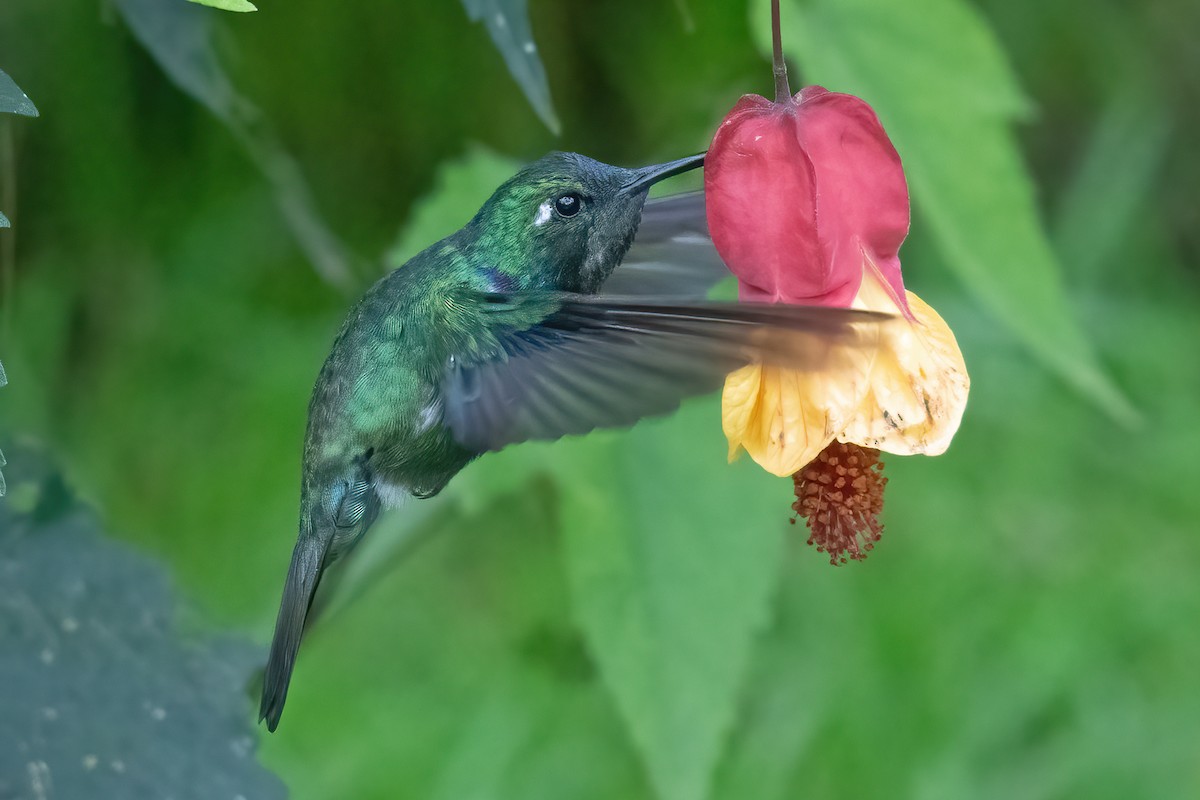 White-throated Daggerbill - ML623403345