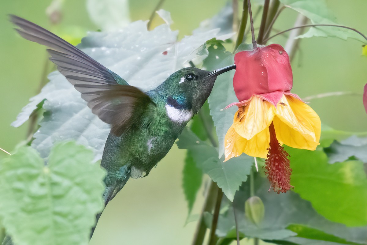 White-throated Daggerbill - ML623403346