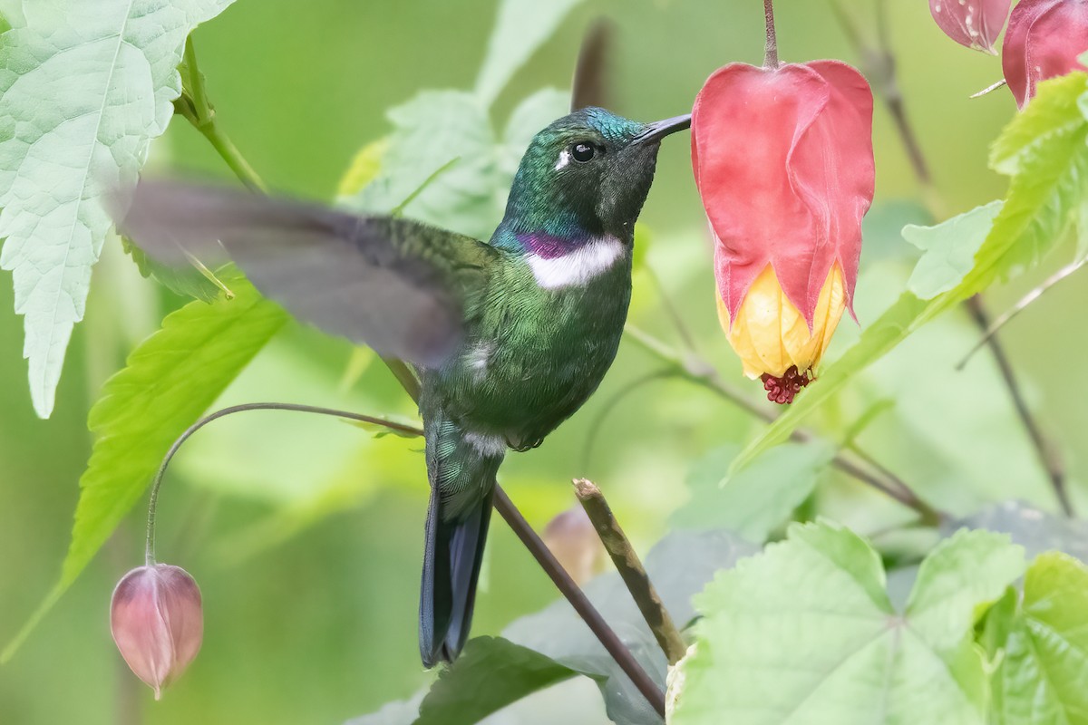 White-throated Daggerbill - ML623403348