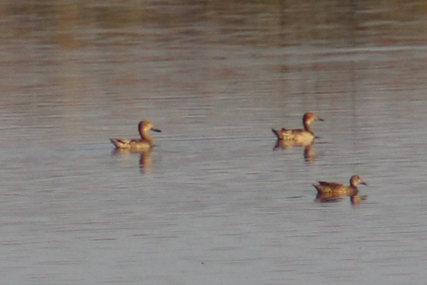 Northern Pintail - Adair Bock