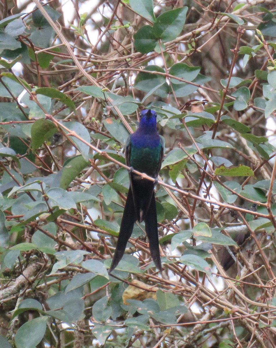 Colibrí Golondrina - ML623403698