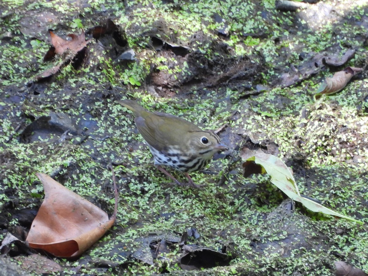 Ovenbird - ML623403705