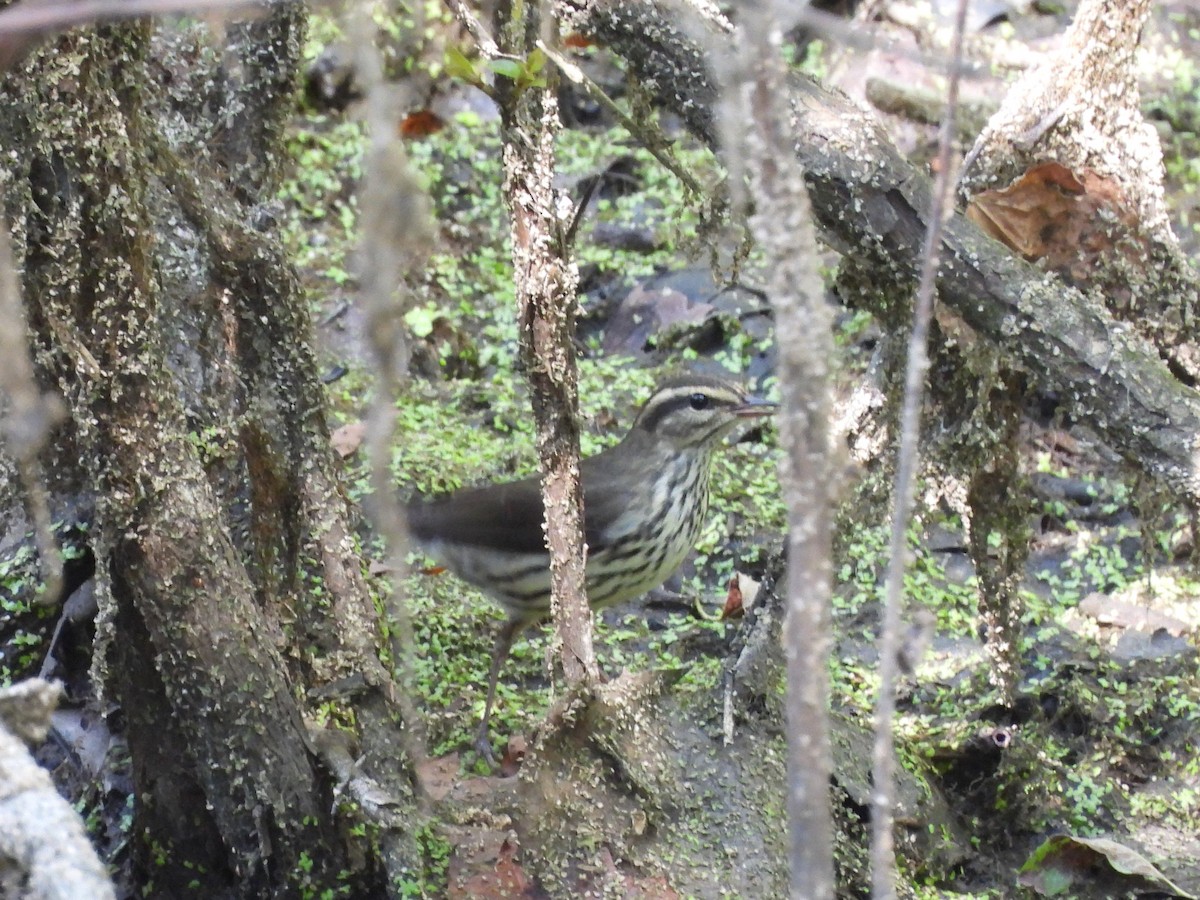 Northern Waterthrush - ML623403729