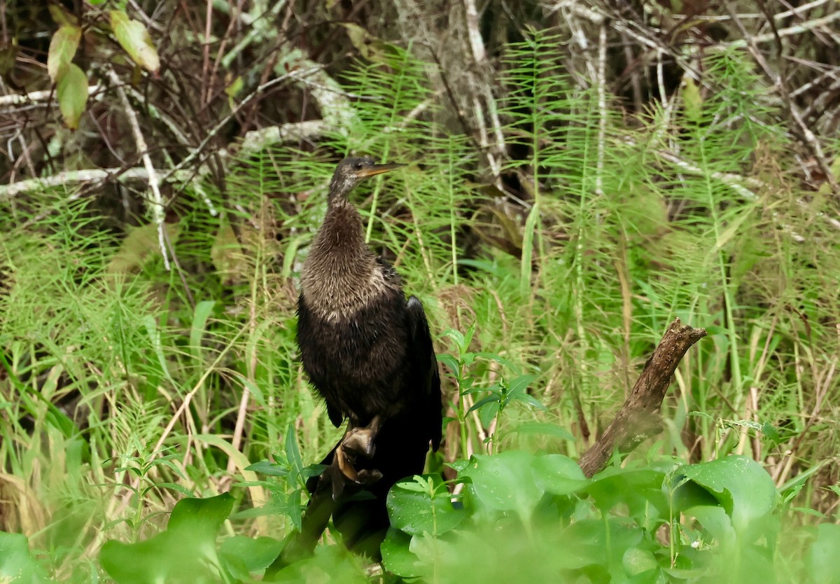 Anhinga - ML623403744