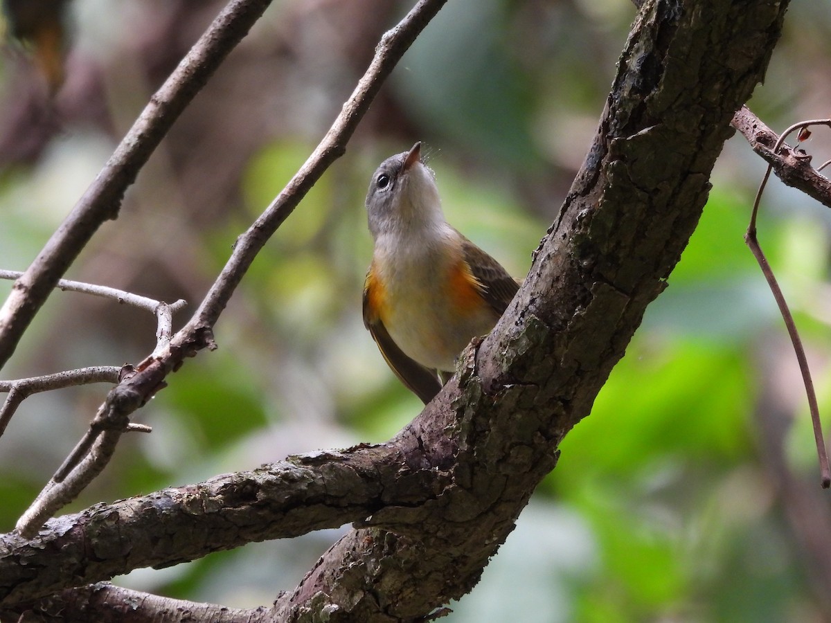 American Redstart - ML623403745