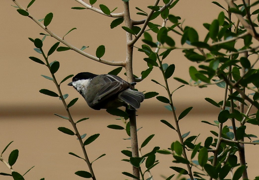 Carolina Chickadee - ML623403750