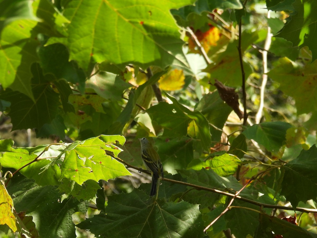 Chestnut-sided Warbler - ML623403758