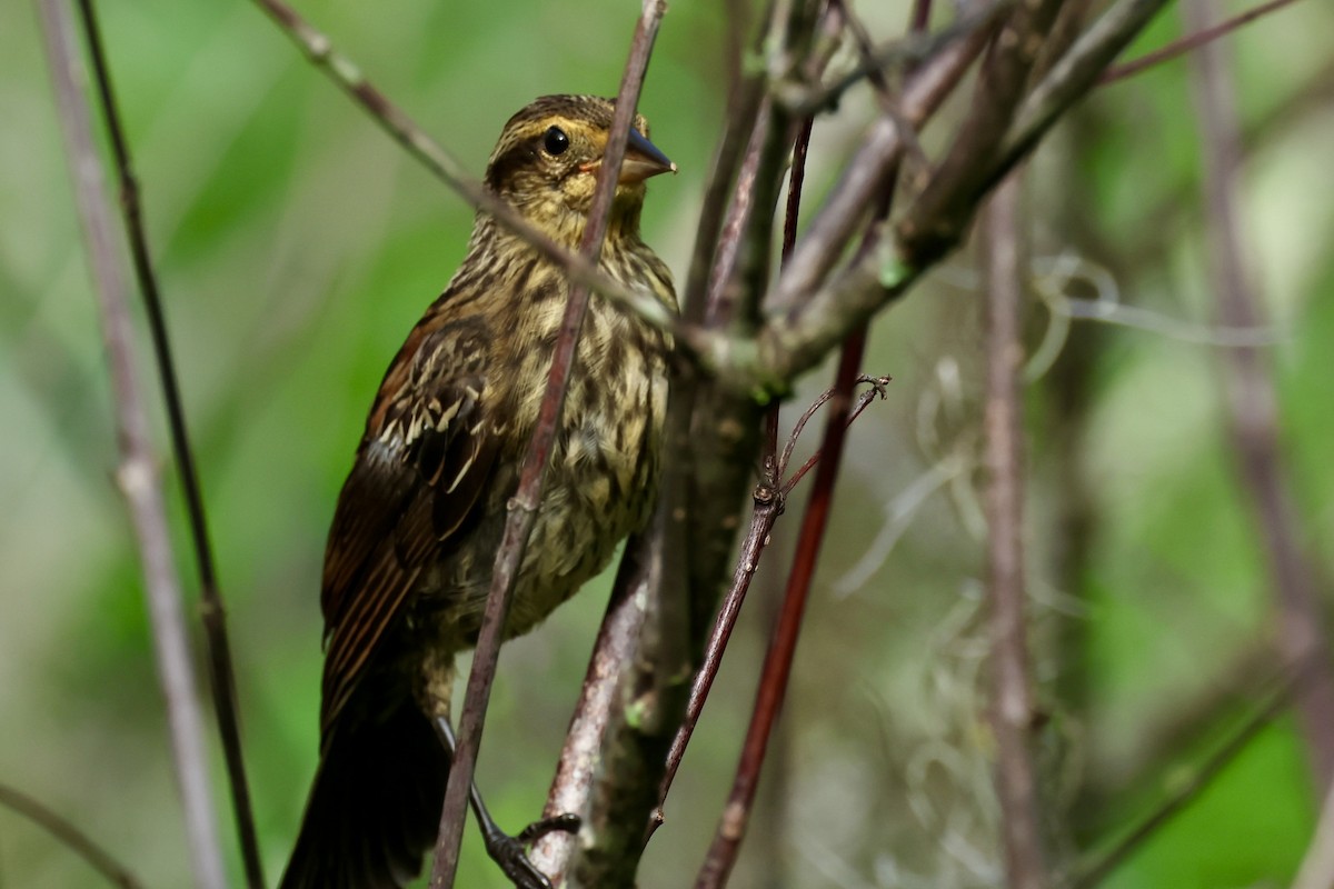 Red-winged Blackbird - ML623403762