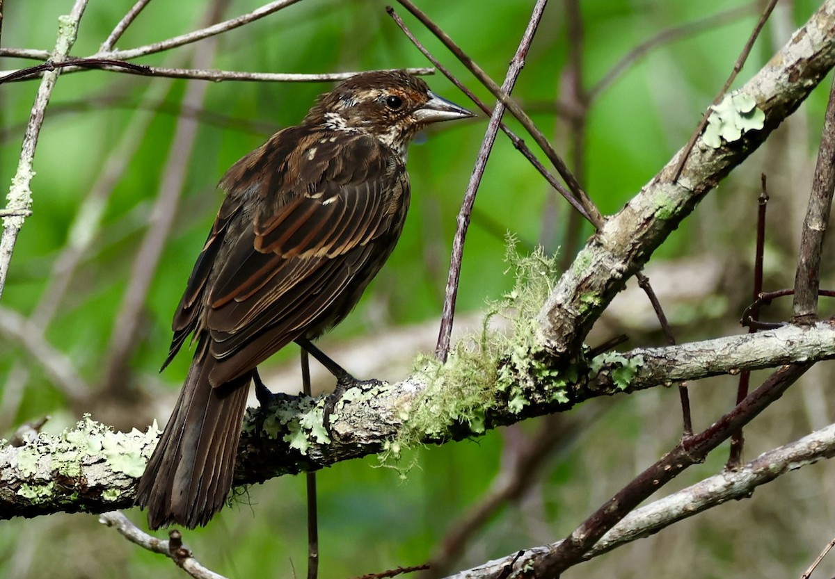 Red-winged Blackbird - ML623403763