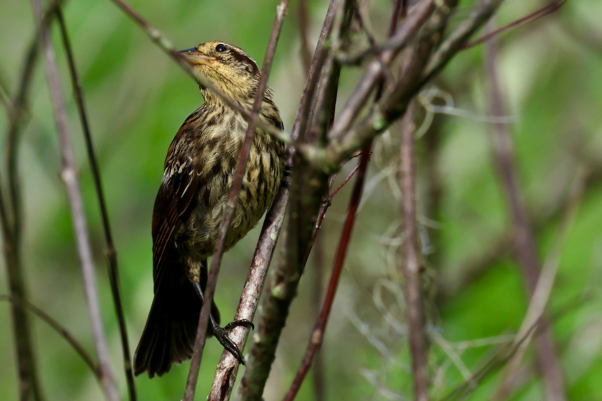 Red-winged Blackbird - Audrey Appleberry