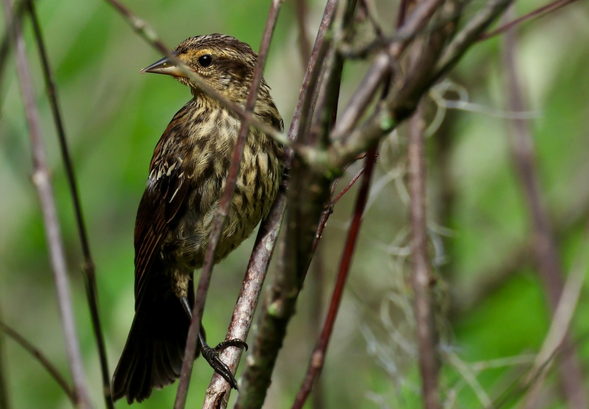 Red-winged Blackbird - ML623403765