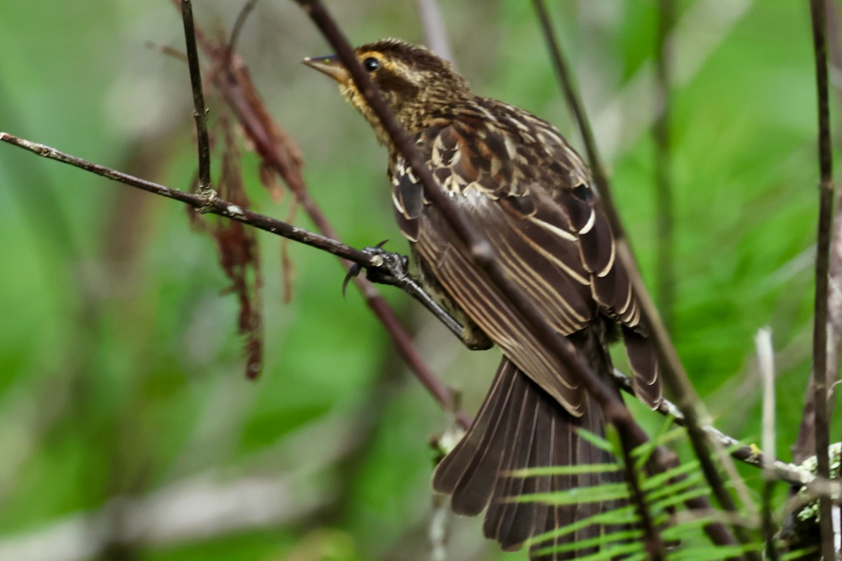 Red-winged Blackbird - ML623403767