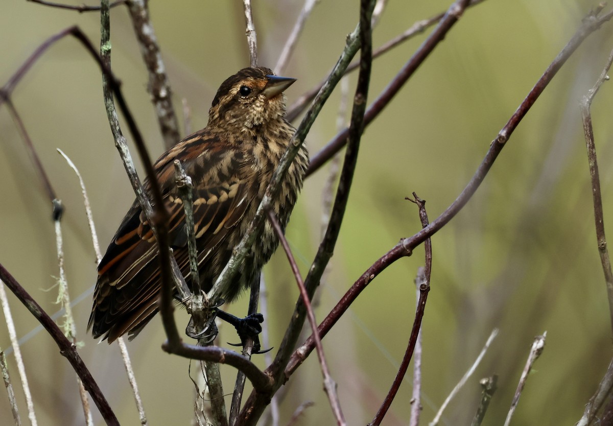 Red-winged Blackbird - ML623403768