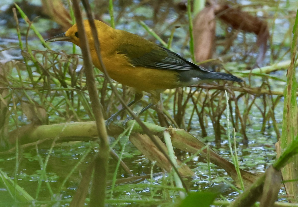 Prothonotary Warbler - ML623403773