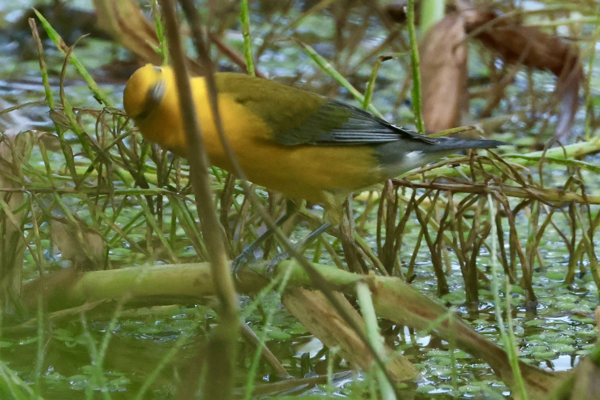 Prothonotary Warbler - ML623403774