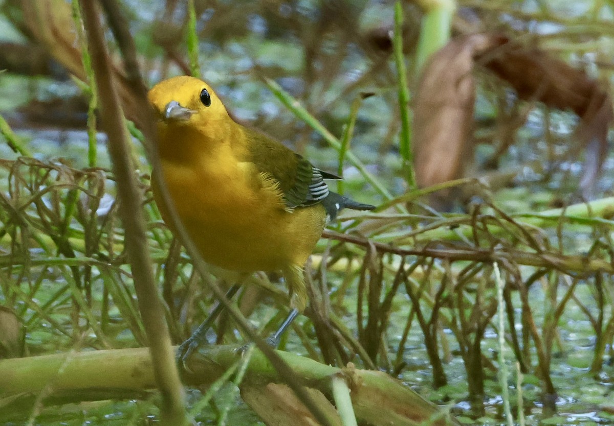 Prothonotary Warbler - ML623403775