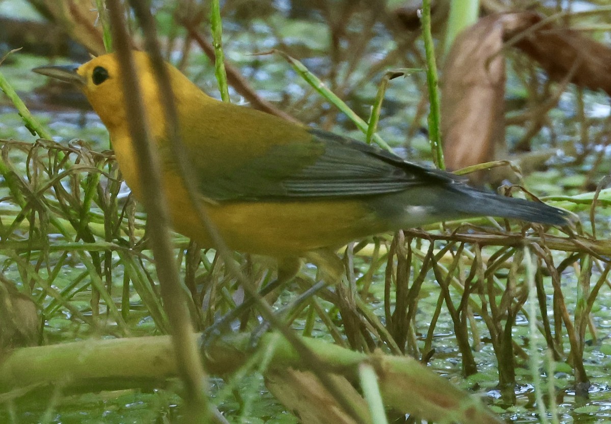 Prothonotary Warbler - ML623403776