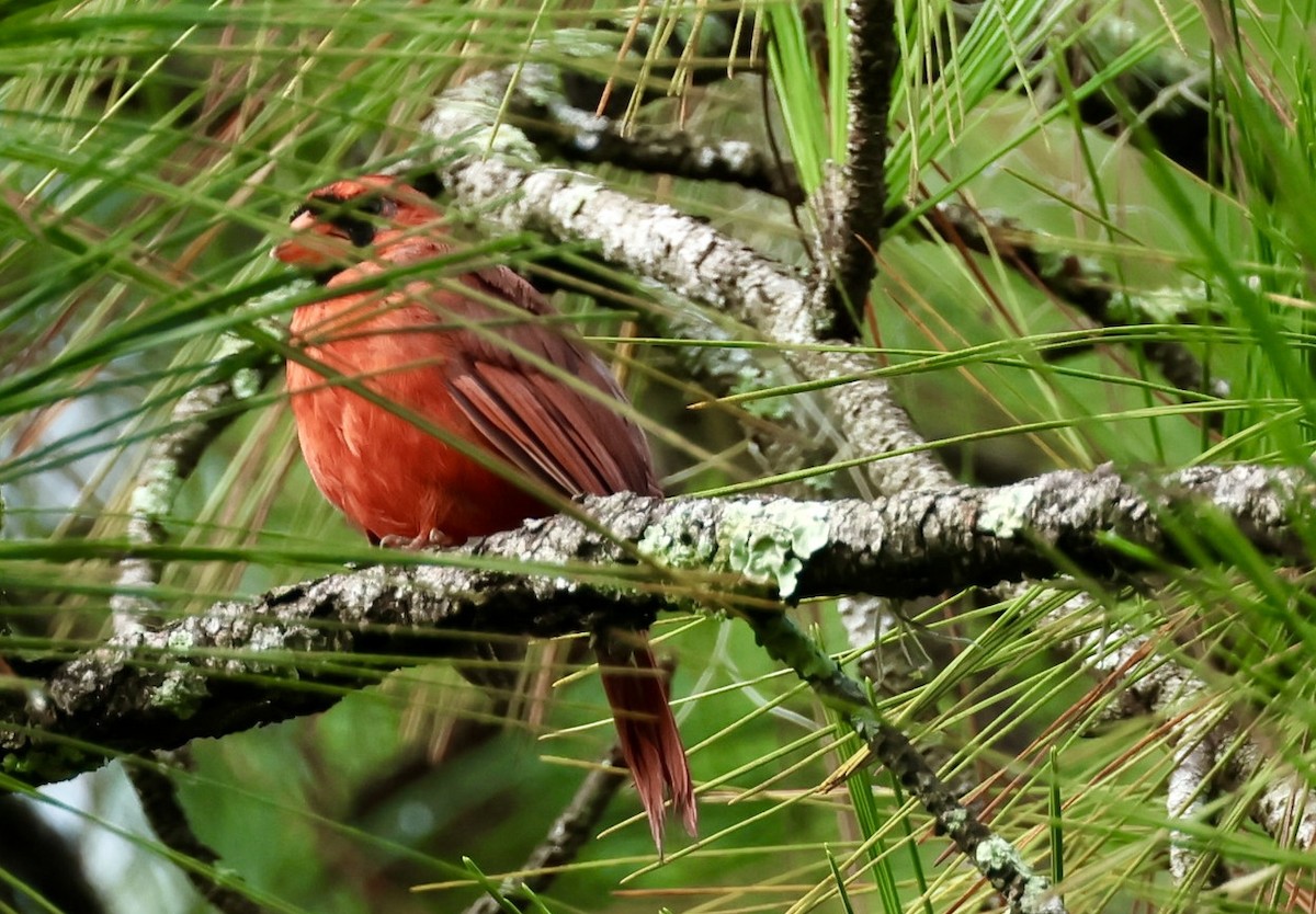 Northern Cardinal - ML623403793