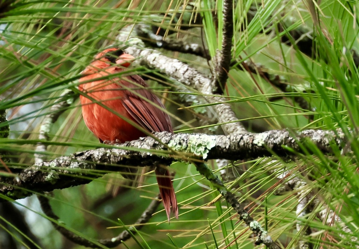 Northern Cardinal - ML623403794