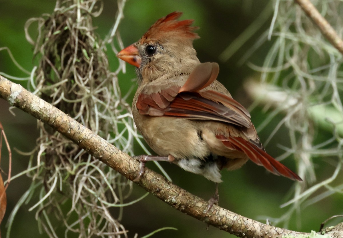 Northern Cardinal - ML623403795