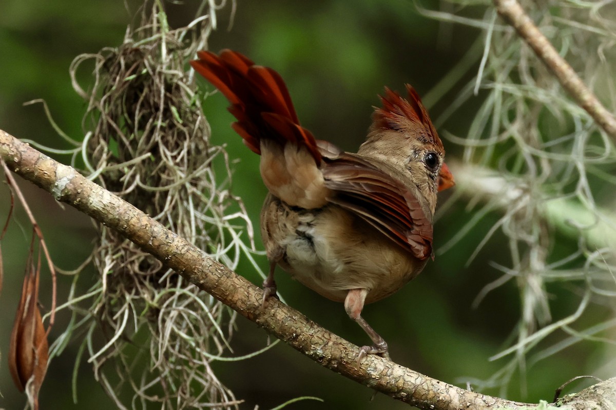 Northern Cardinal - ML623403796