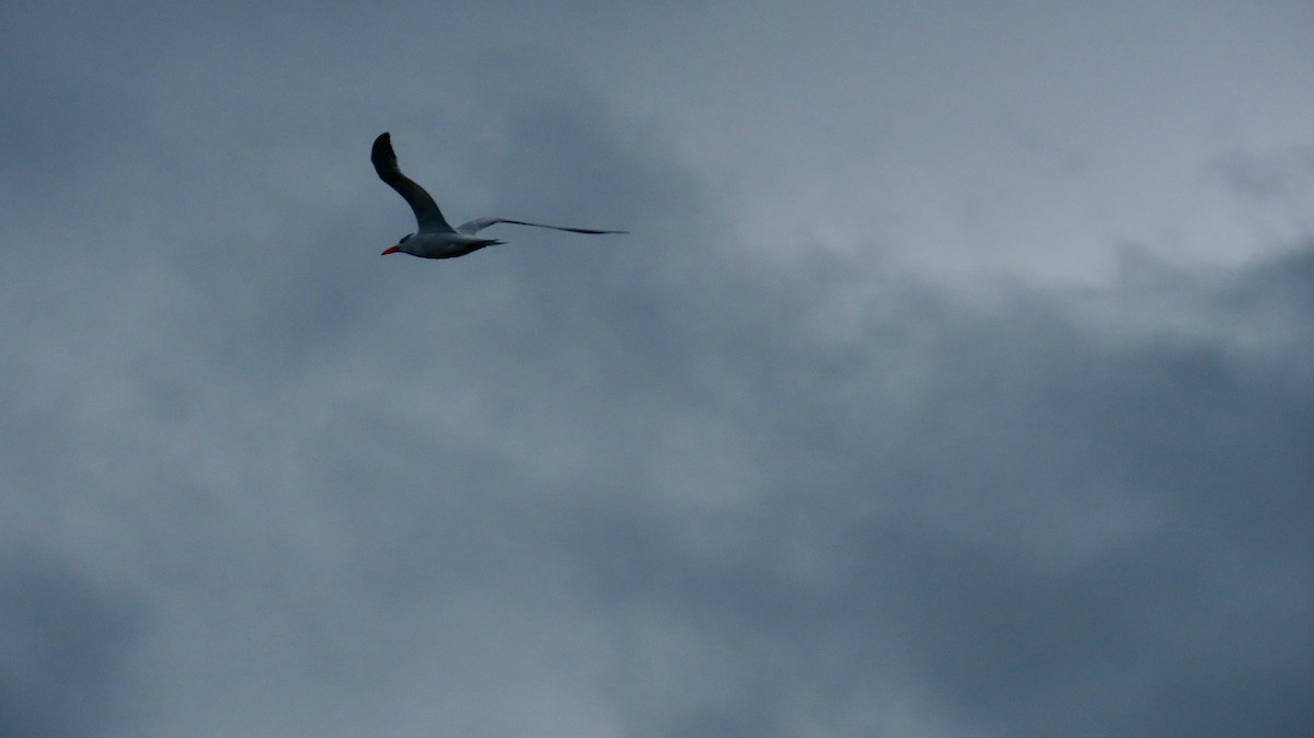 Royal Tern - ML623403810