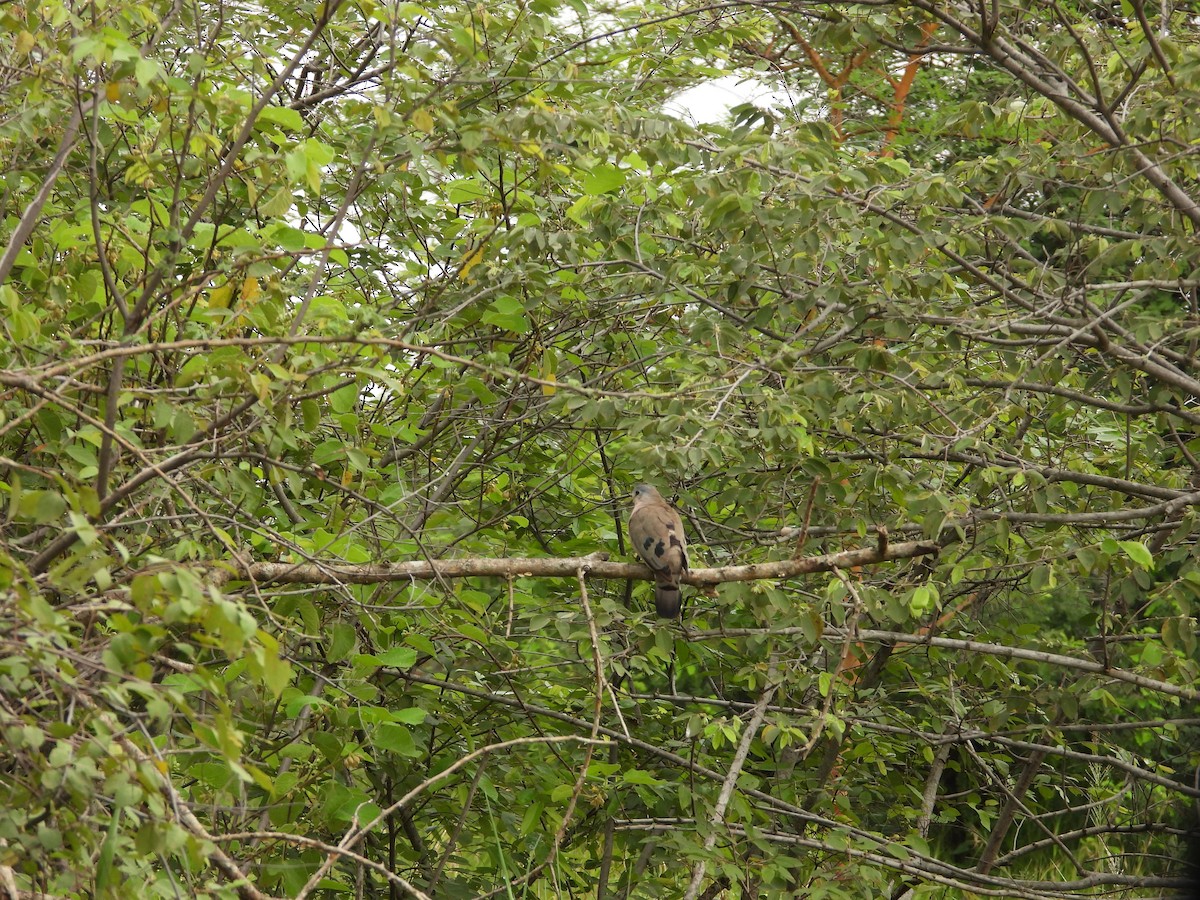 Black-billed Wood-Dove - ML623403840