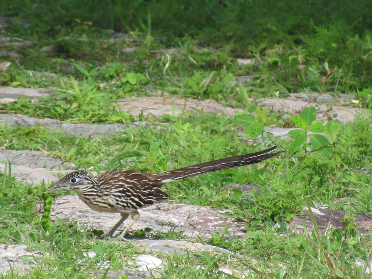 eBird Checklist - 21 Jul 2013 - Zona Arqueológica Xochicalco - 1 species