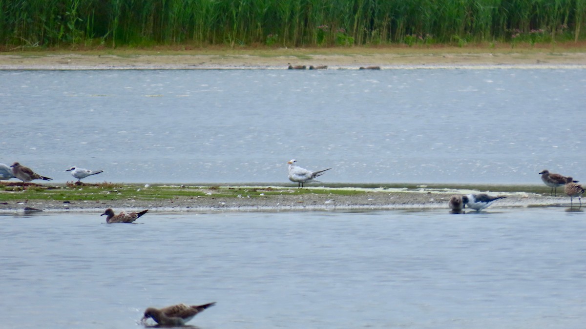 Royal Tern - ML623403861