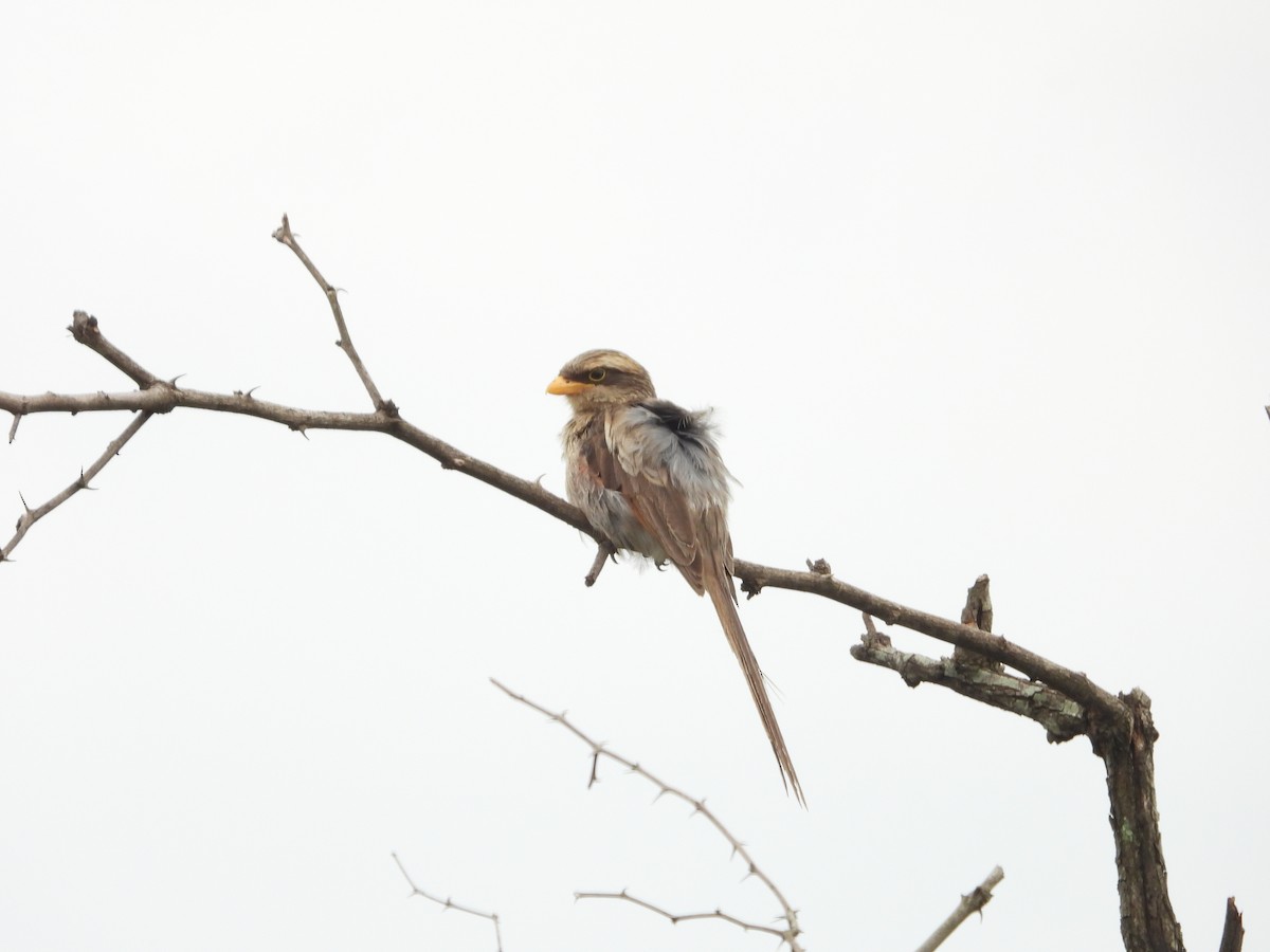 Yellow-billed Shrike - ML623403900