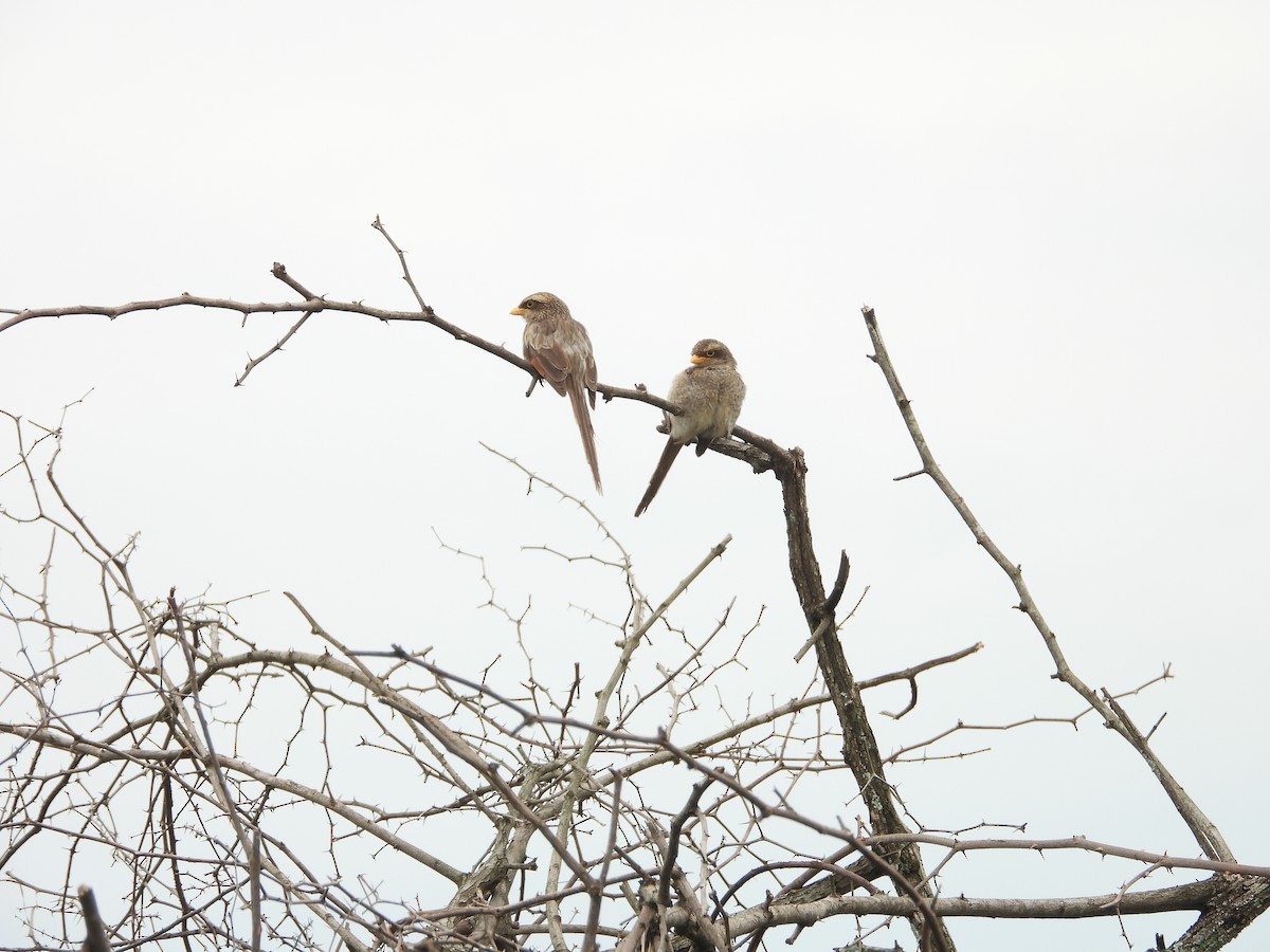 Yellow-billed Shrike - ML623403901