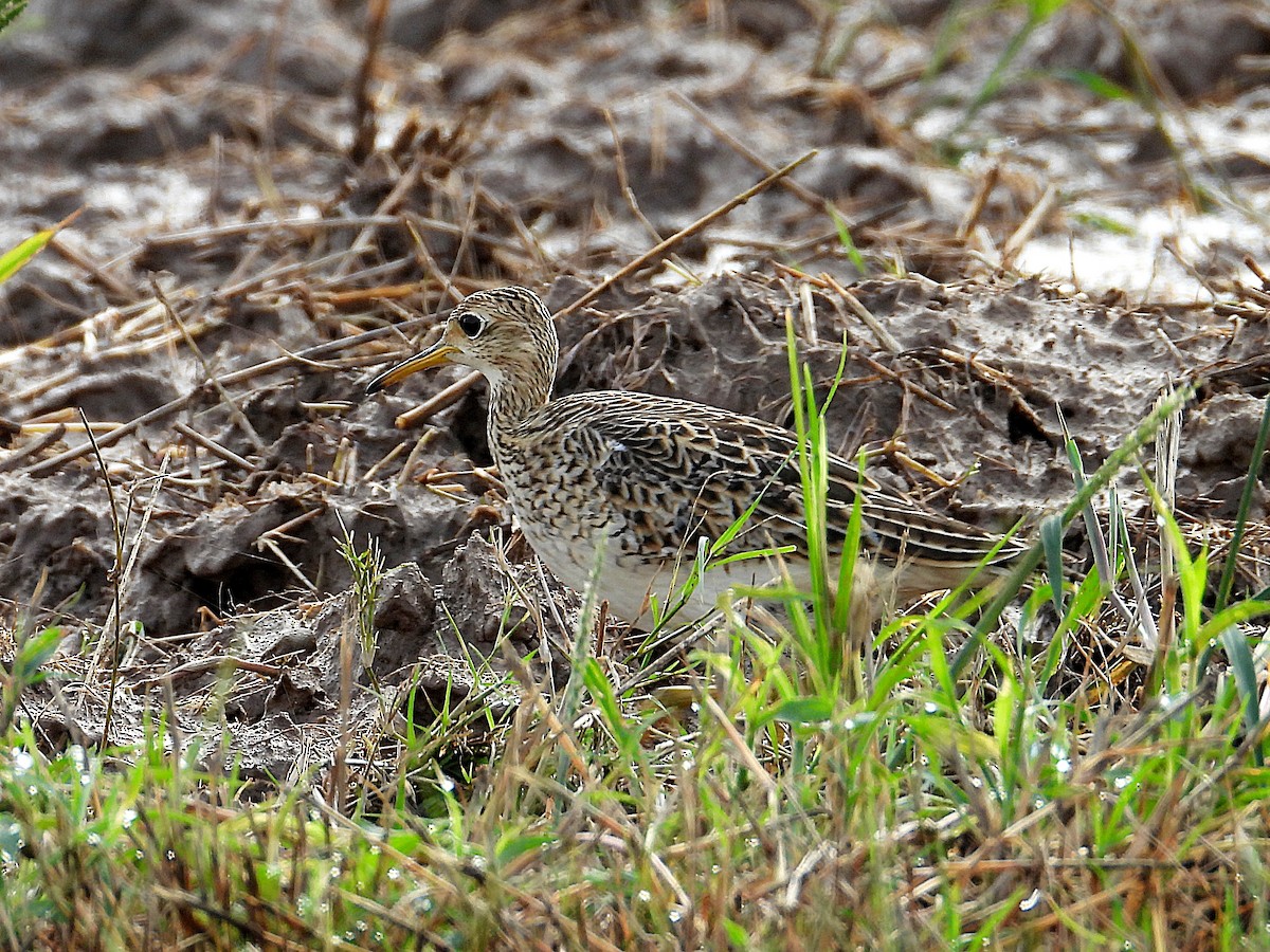 Upland Sandpiper - ML623403909