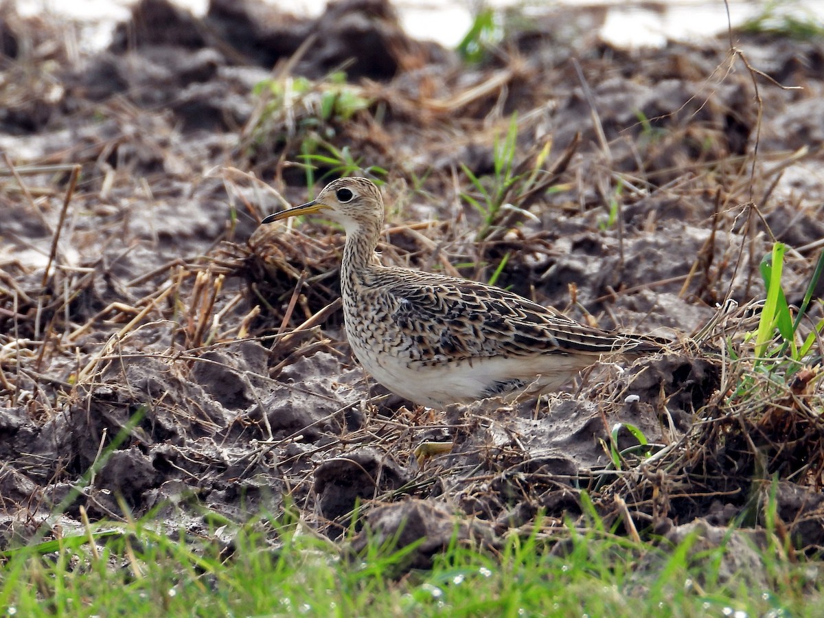 Upland Sandpiper - ML623403919