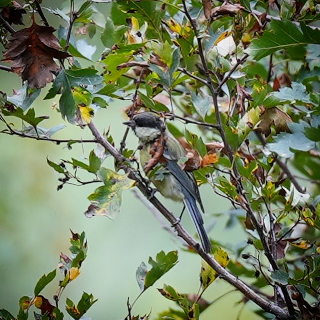 Great Tit - ML623404042