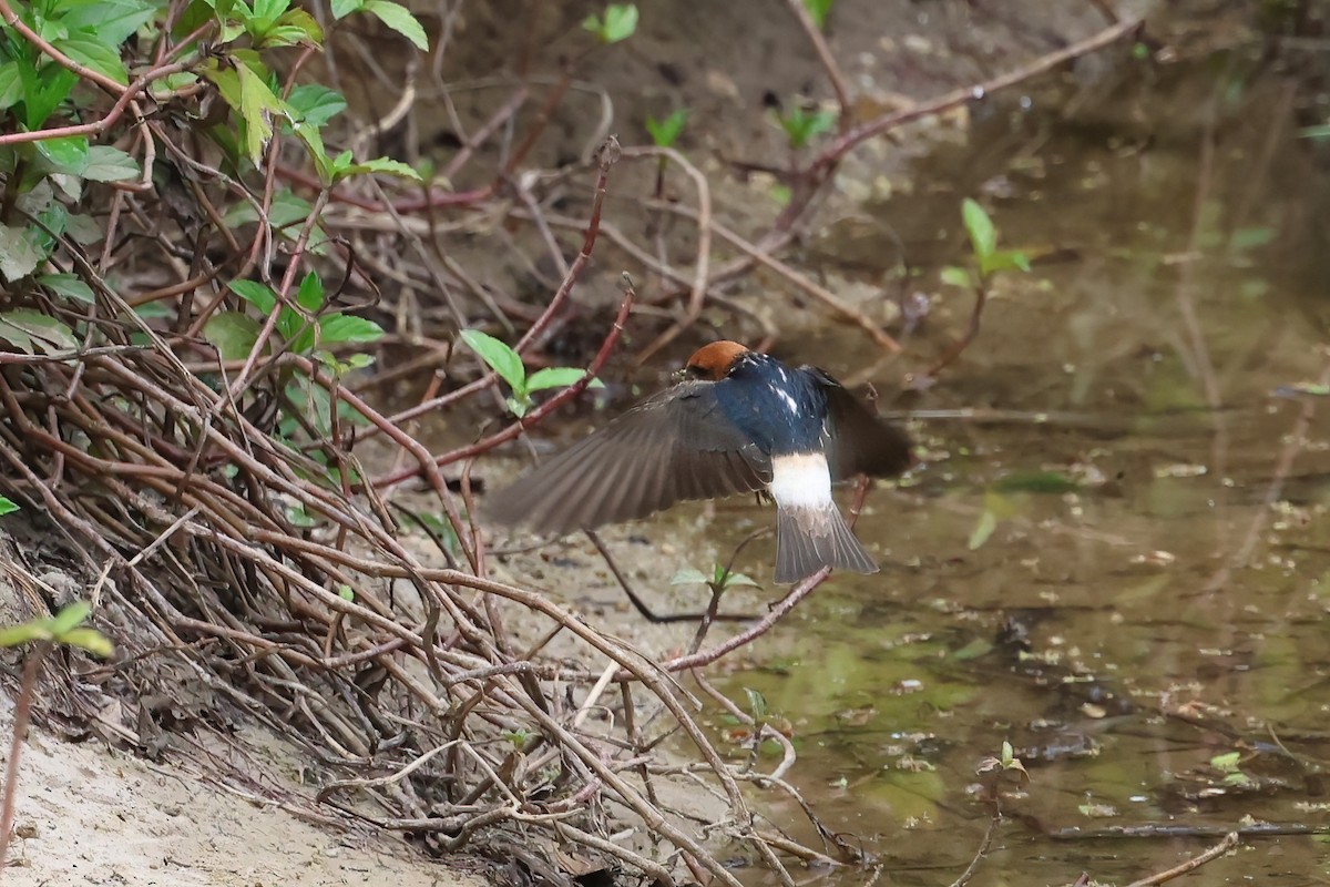 Fairy Martin - ML623404118