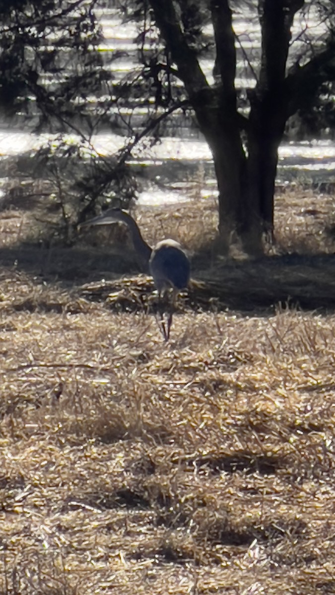 Great Blue Heron - ML623404127