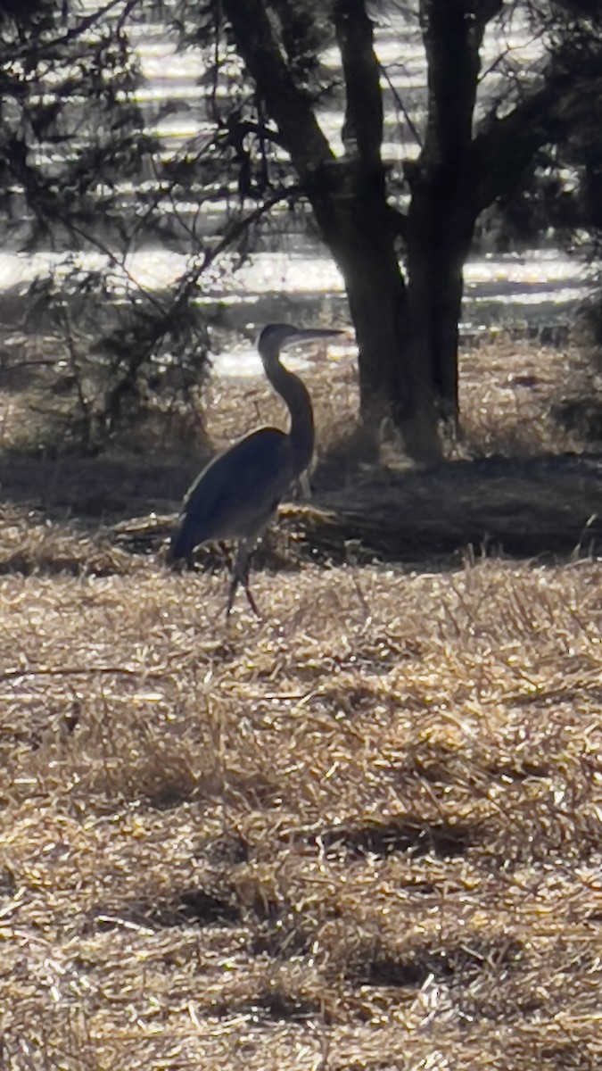 Great Blue Heron - ML623404128