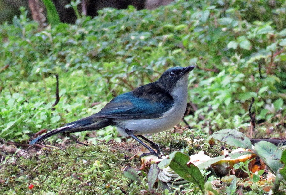 Fan-tailed Berrypecker - ML623404132