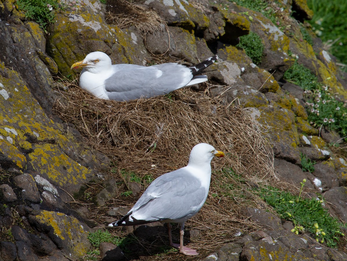 gråmåke (argentatus/argenteus) - ML623404137