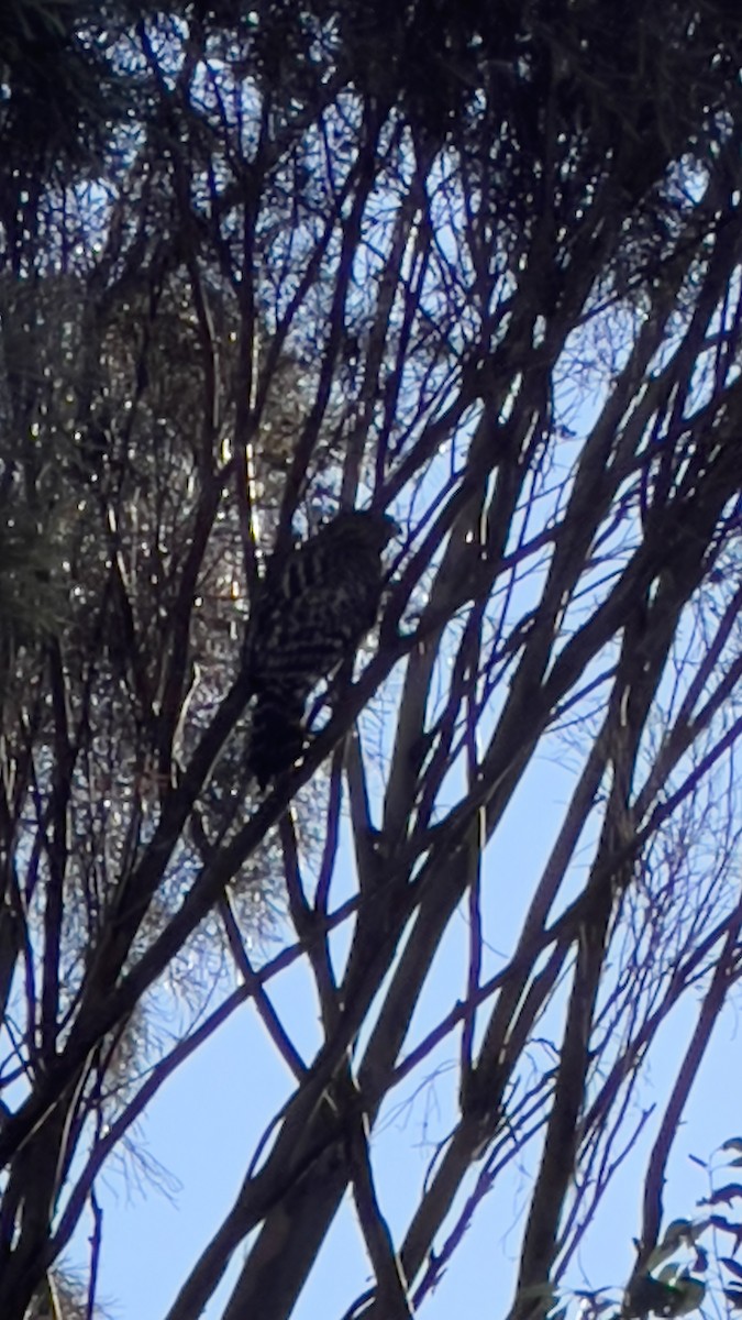 Red-shouldered Hawk - ML623404143