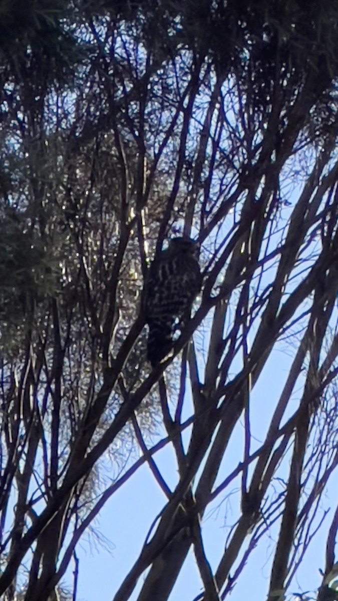 Red-shouldered Hawk - ML623404144