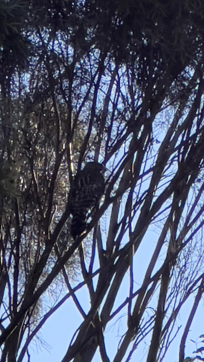 Red-shouldered Hawk - ML623404145