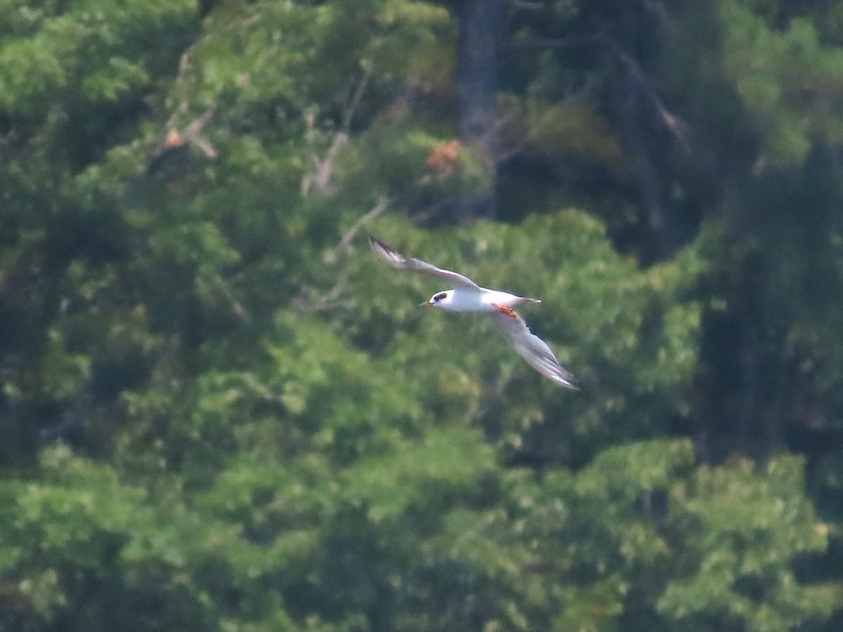 Forster's Tern - ML623404163