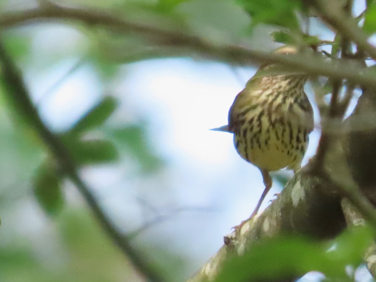 Northern Waterthrush - ML623404176