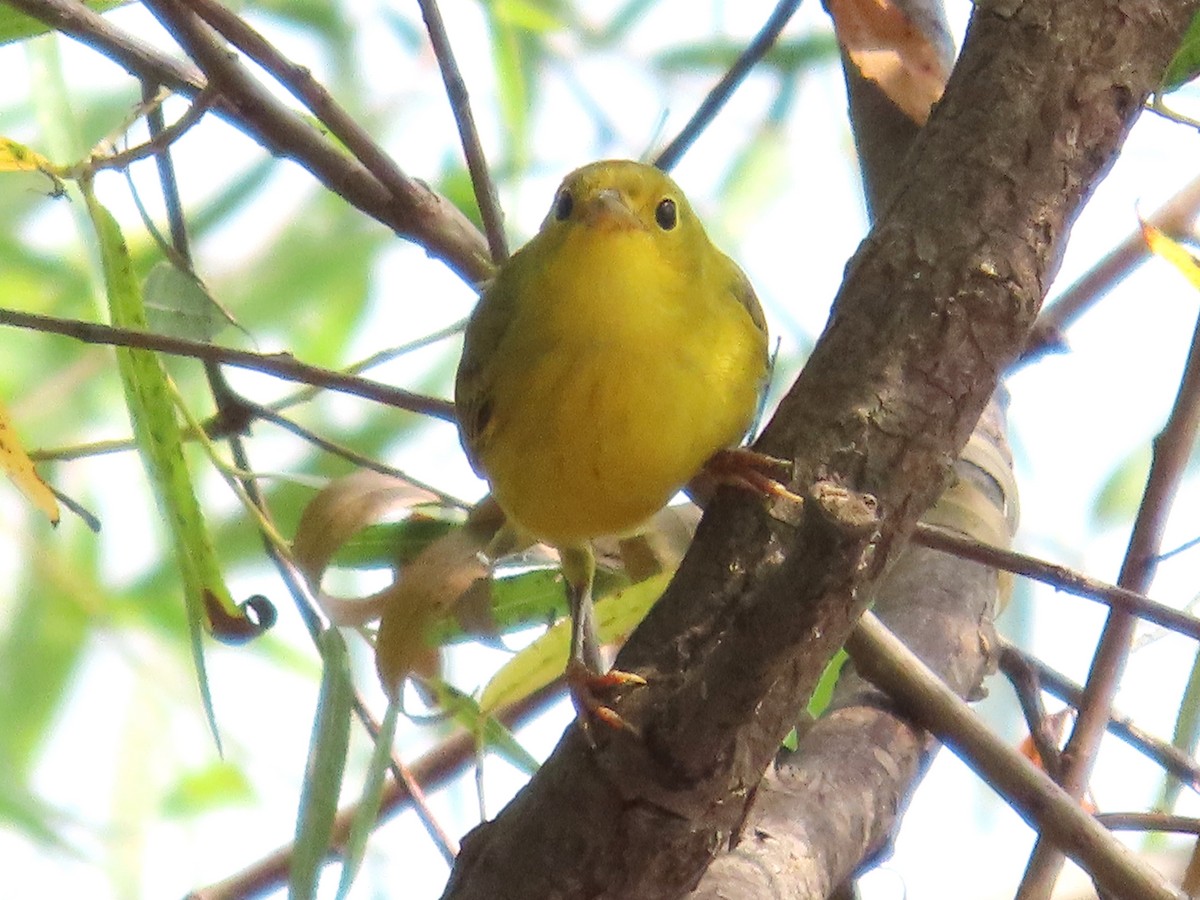 Yellow Warbler - ML623404181