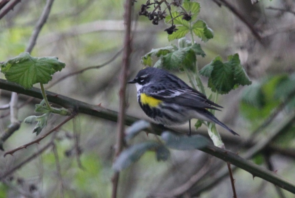 Yellow-rumped Warbler (Myrtle) - ML623404205