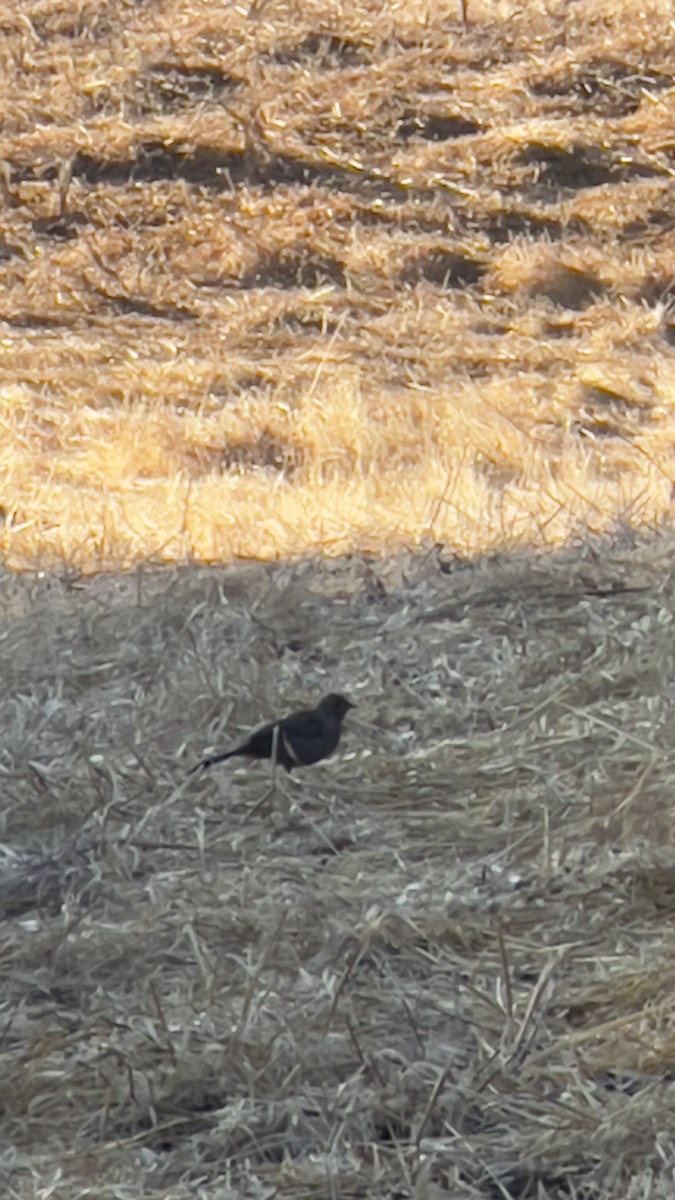 California Towhee - ML623404258