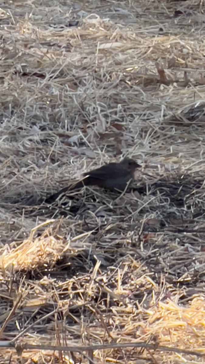 California Towhee - Chris Wirth