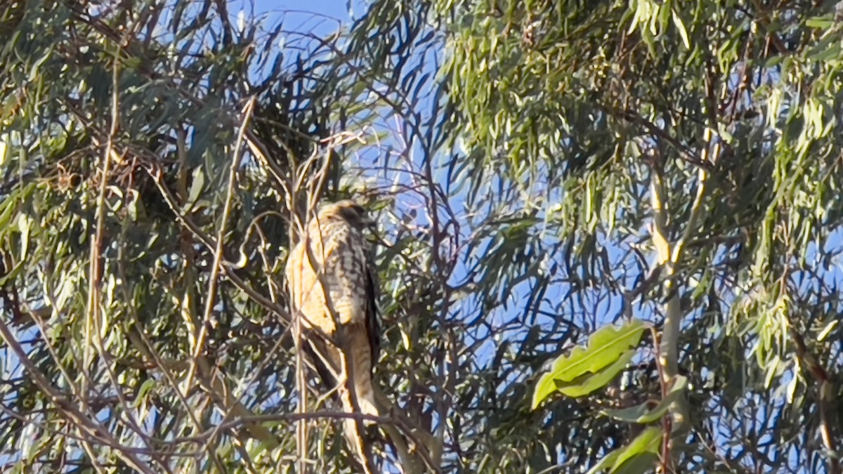 Red-shouldered Hawk - ML623404294