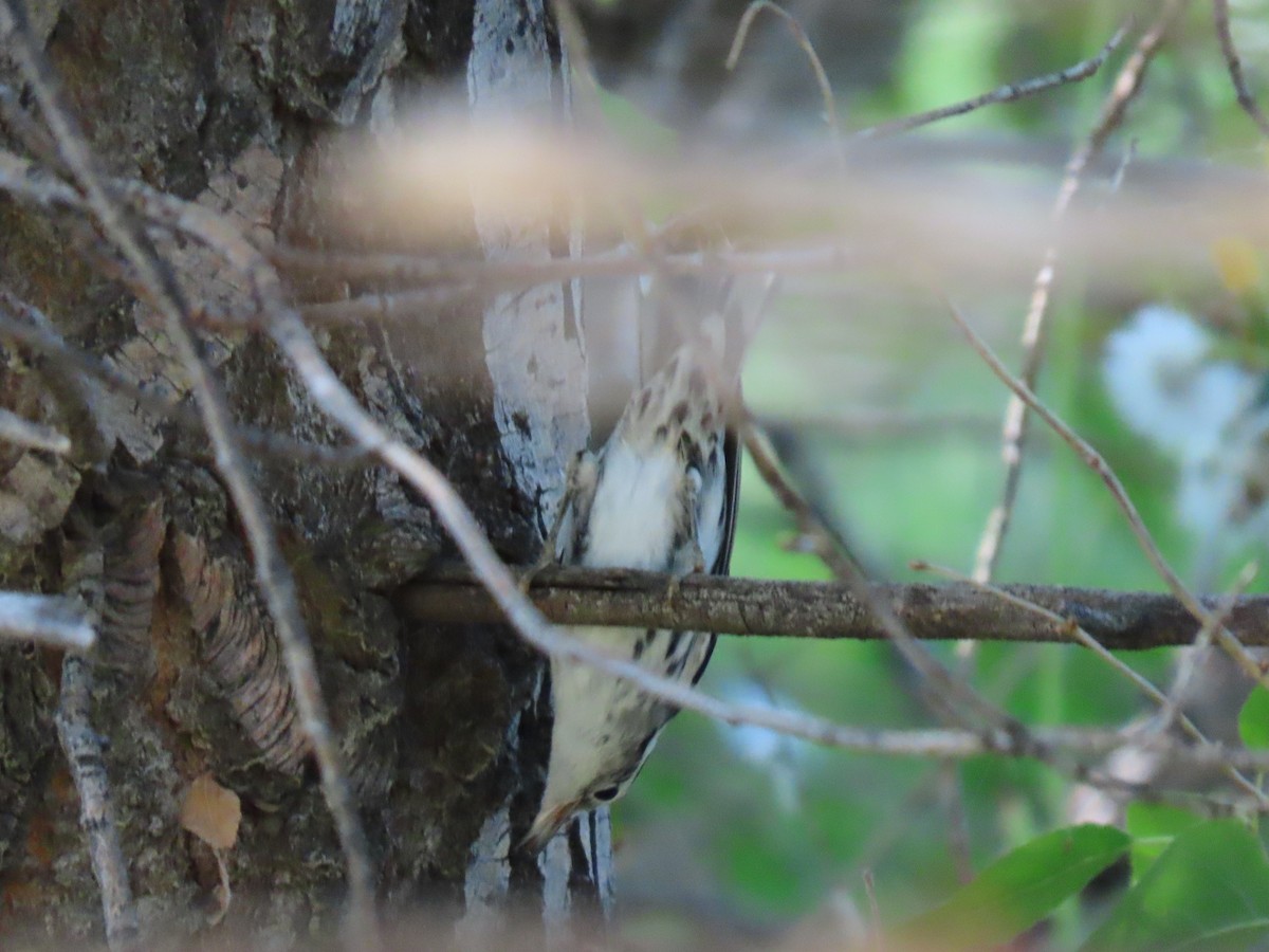 Black-and-white Warbler - ML623404314